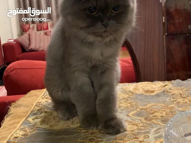 قط سكوتش مكس للبيع