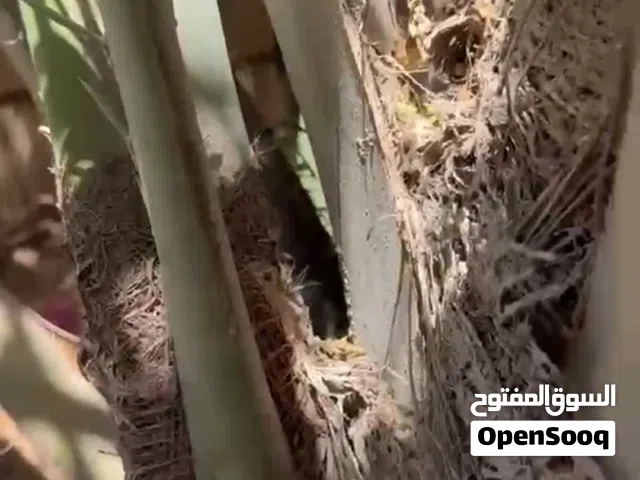 نخيل برحي _ من اجود النواع