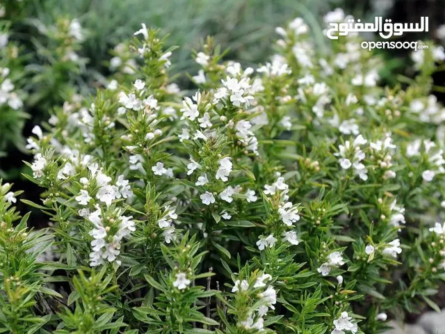 مطلوب بذور شجيرة الندغ أو كما تعرف في اليمن بالمجرى أو الصورب