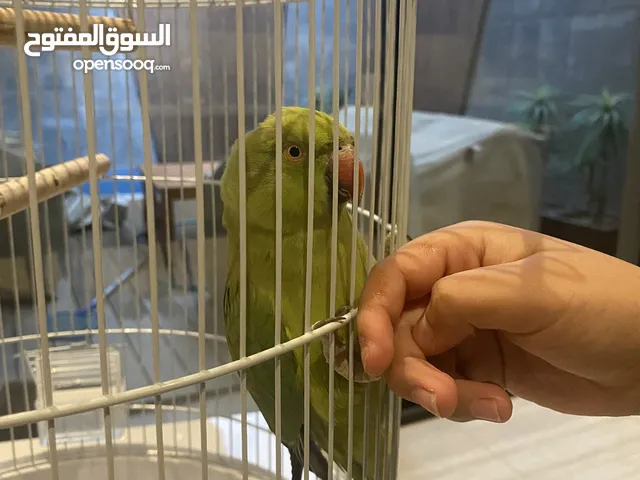 ببغاء اخضر يتكلم
