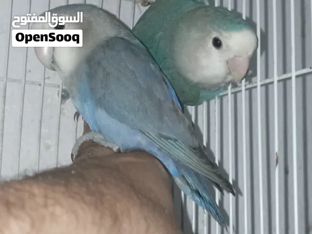 روز أليف ...