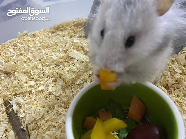 مطلوب هامستر للتبني او اي حيوان صغيرlooking for a hamster to adopt