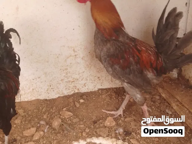 ديوك بسعر مغري العمر 5 شهور  العدد 2