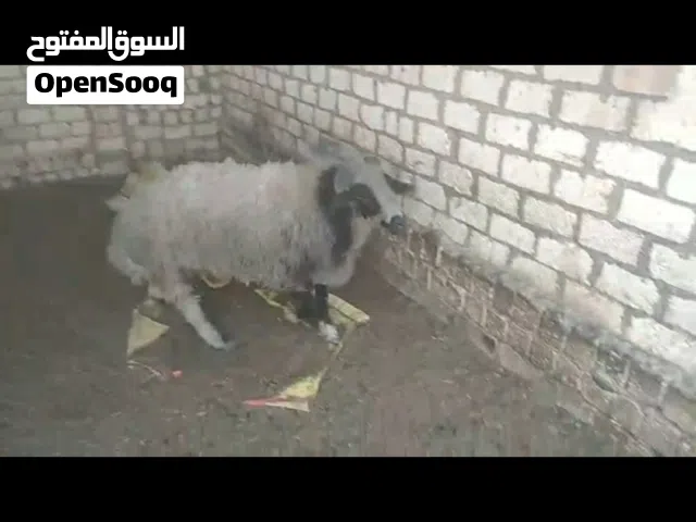 خروف برقي وزن 90 كيلو