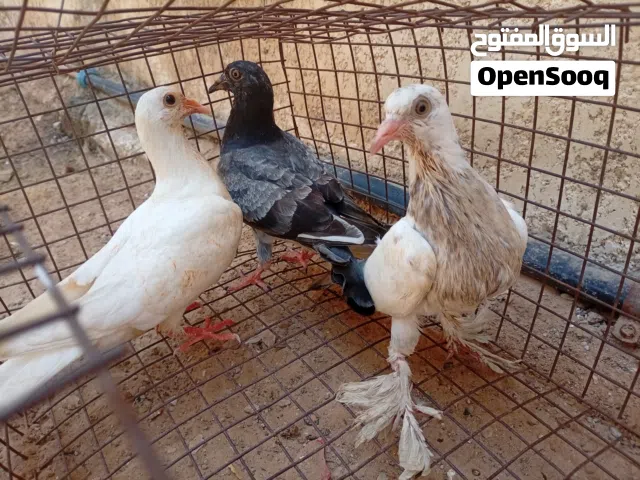 حمام عربي للبيع