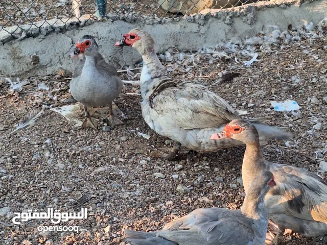 بط مصري بياض