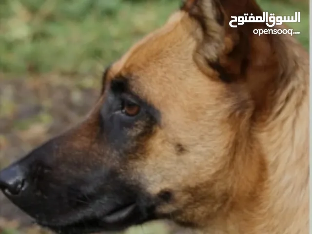 مطلوب جرو تبني نوعيه صافيه