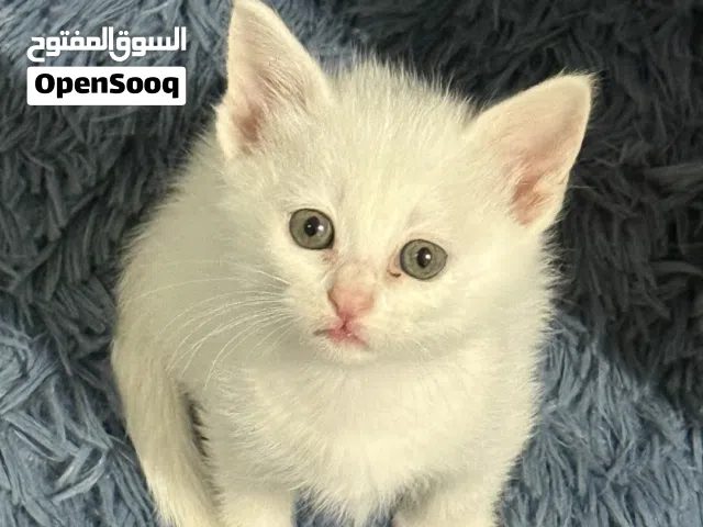 قط شيرازي (كتن) للبيع المستعجل