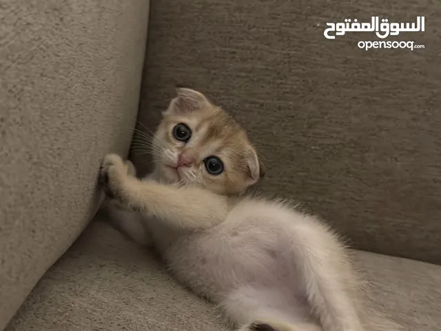 قط ذكر سكوتش فولد للبيع