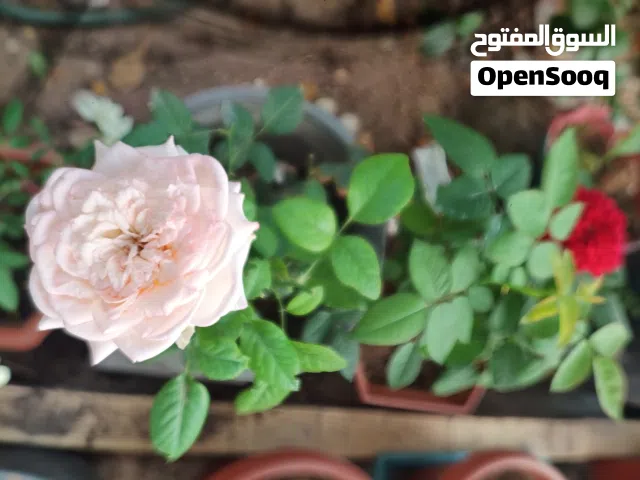 very healthy roses.. 3 verity colours