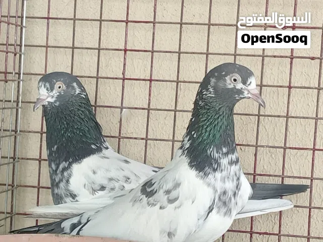 البيع حمام تيدي128 بالجمله حبه5ريال