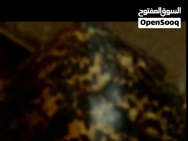 أجمل تحف ديكورات