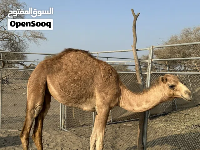 بكرة مفرودة للبيع