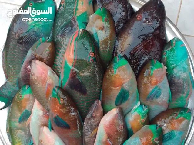 الاسماك البحريه الطازجه ( ثمرات البحر )