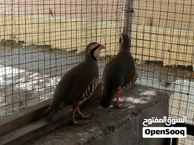 للبيع حجل باكستاني زوج +دجاج لكوشن اصل وتهجين لكوشن مع فرنسي اقرا الاستماره
