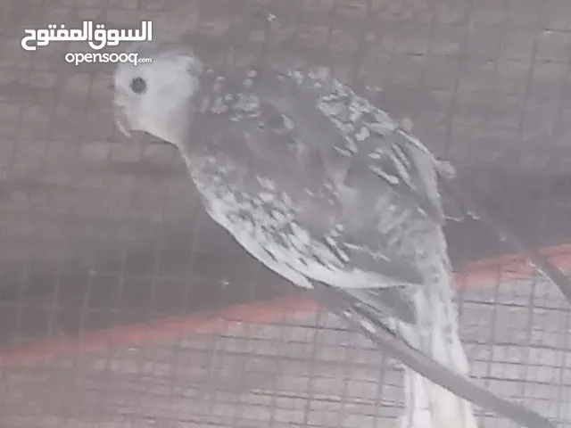 كوكتيل ذكر مفحوص جاهز للتزاوج 10 دينار