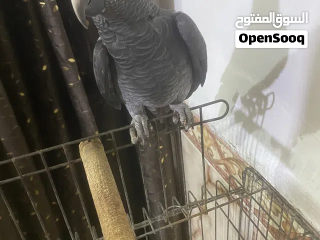 كاسكو تايلندي متكلم