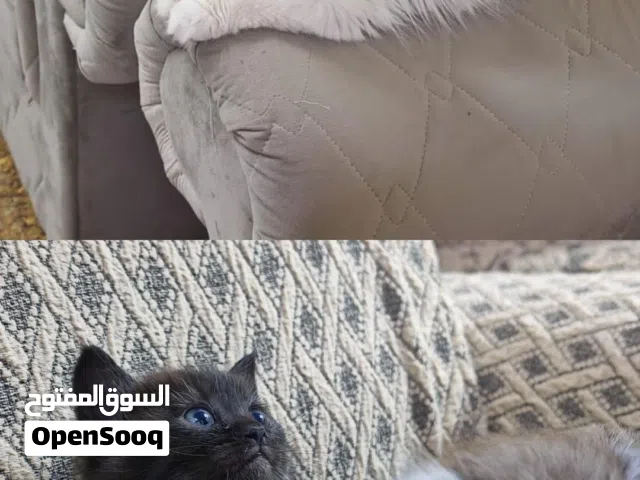 قطط للبيع مع الام