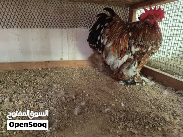 لبيع دجاج زينه خوارج