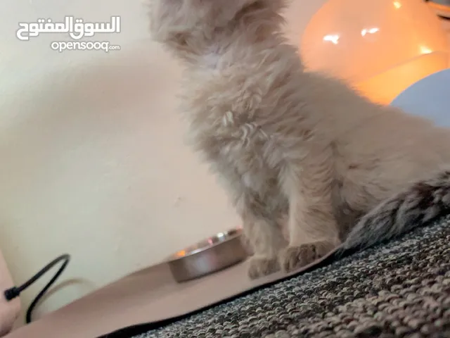 كتن هملايا انثى لعوبه وخاليه من الامراض