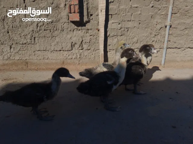 بط مسكوفي ار واحد وربعيم