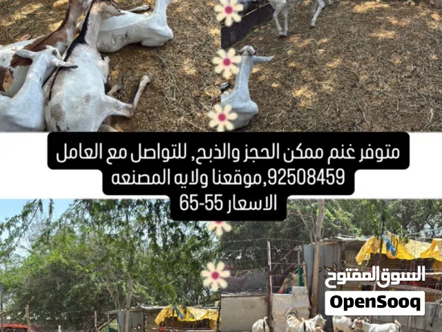 اغنام كميه ممكن الحجز والذبح