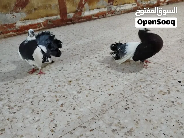 كوبيه تونسي ابو ديل للبيع