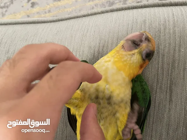 ببغاء كايكي أليف جدا مع الأطفال طيران حر خارجي/داخلي Caique. Very playful outdoor and indoor flight