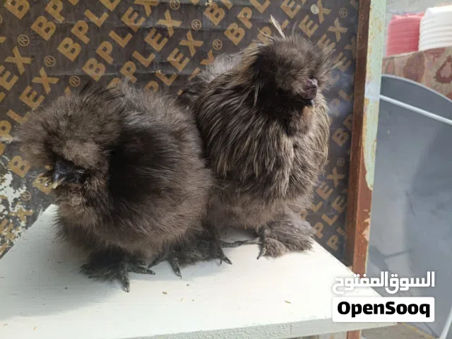 متاح زوج سلكي عمر 10 اشهر الدجاجه كاطعه بيض البصره الزبير 120 هذه رقمي