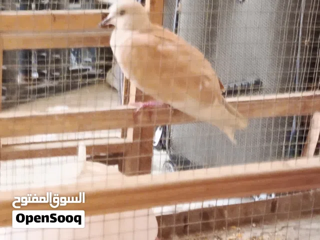 حمامه ملكيه للبيع اقره الوصف