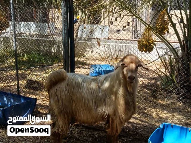 تيس من حلال الجواميد اصل