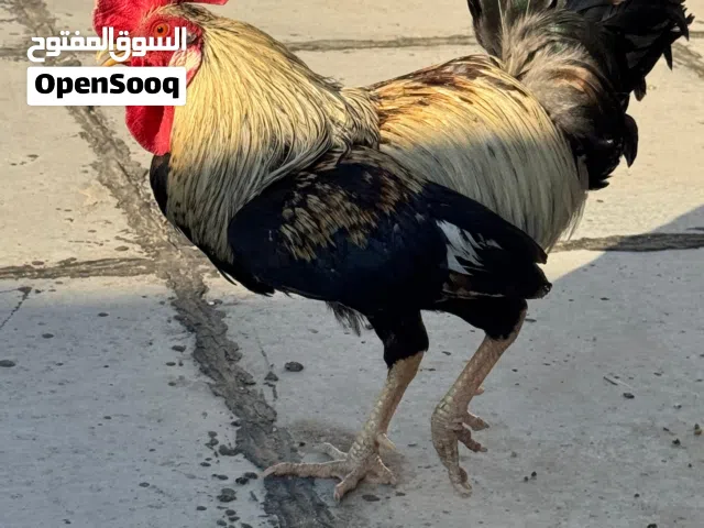 دجاج عرب خط اول