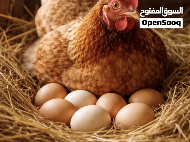 بيض بلدي مخصب