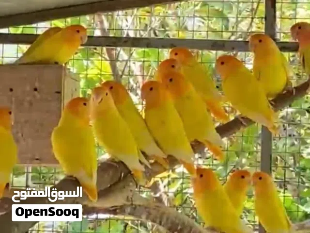 أزواج رزو وفشر