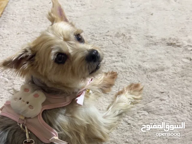 كلب يوركشاير للتبني