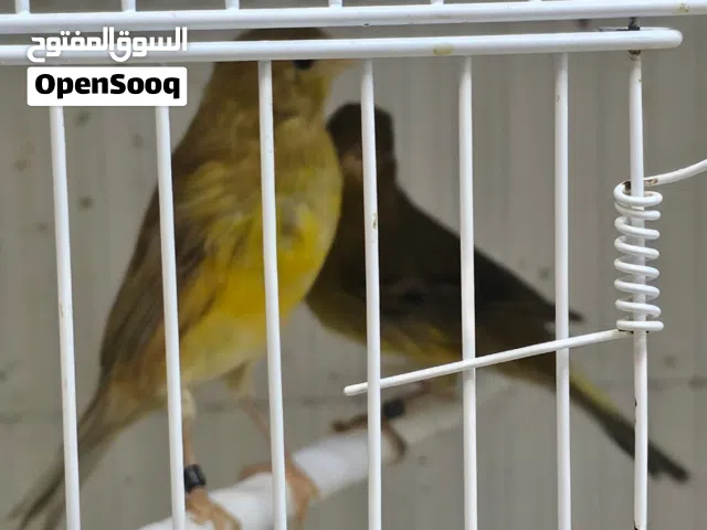 كنارات أمريكان سونجار