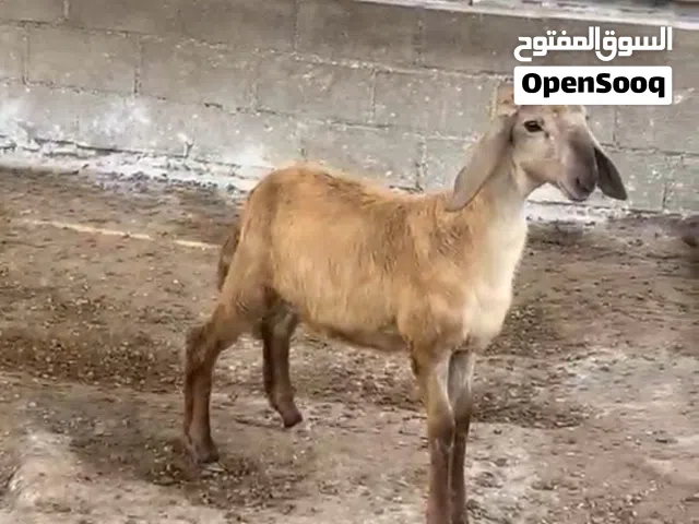 كبش سوداني ابوه درماني
