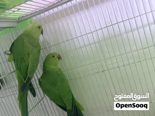 زوج دره اخضر.   770