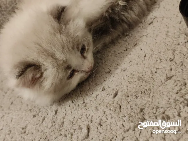 بزونة هملايا العمر شهر ونص