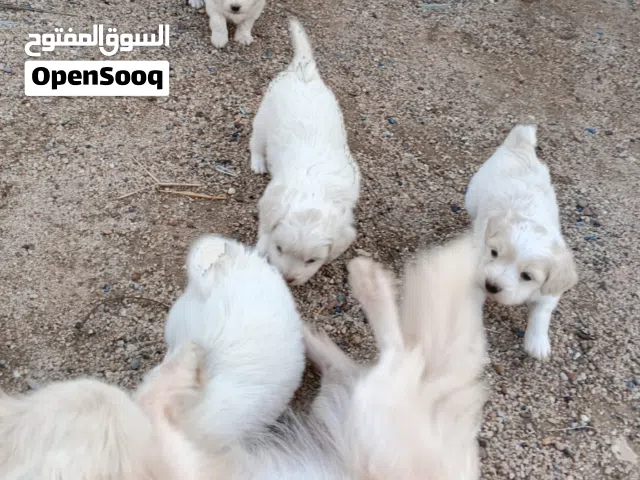 كلاب لولو فوكس
