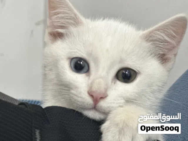Adorable Female Kittens –  8 Months for free