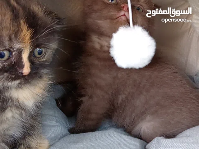 قطط سكوتش فولد عمر 50 يوم