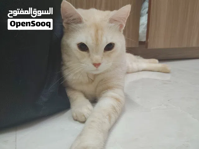 قط سكوت فولد