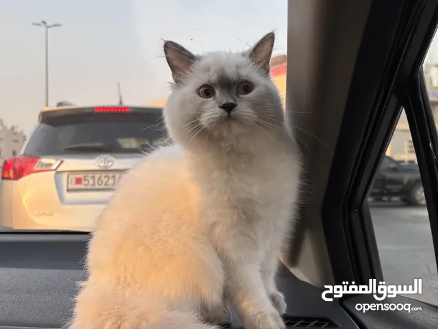 قطة هملايا للتزاوج