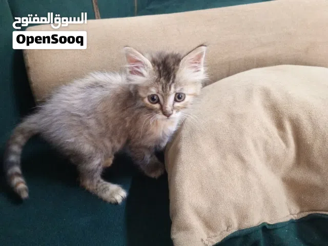 للتبني عمر شهر ونص  ماركا الجنوبيه
