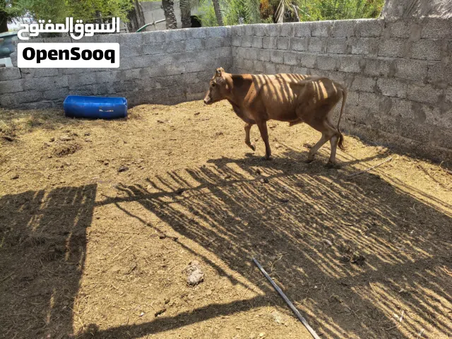 عجل عماني سمنه وسط