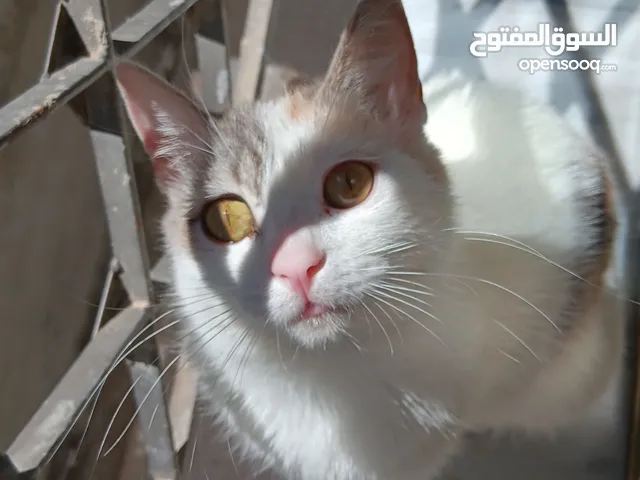 مطلوب قط للتزاوج