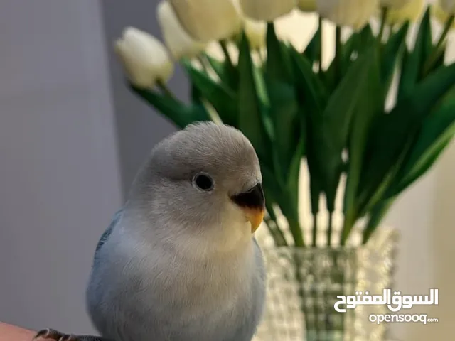 ببغاء روز هدد خارجي اليف جدا ومناسب للكبار و الصغار