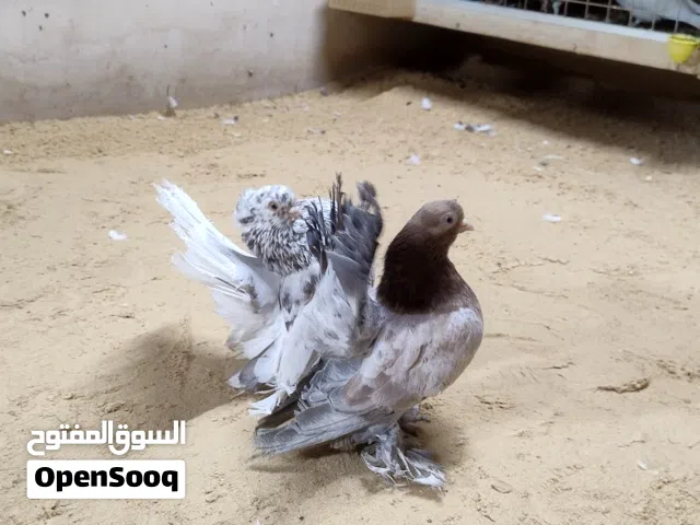 ربي يبارك ماشاء الله كوبيه روسي  مصوقرة سعرهم 2000