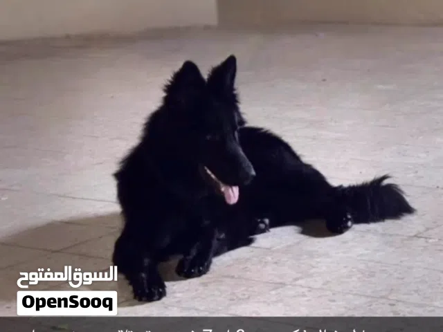 جيرمين بلاك شاك للبيع